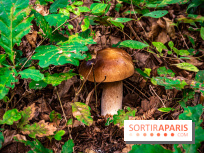Le sentier des Maréchaux à Senlisse - Vallée de Chevreuse -  champignons