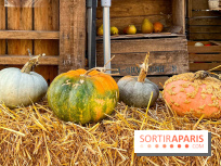 Automne au Potager du Roi - Citrouilles - Halloween