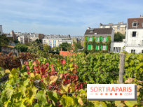 Vignes Montmartre