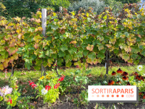 Vignes Montmartre