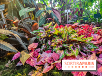 Automne Tropical 2023