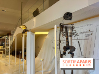 Le musée de l'Homme - collections permanentes - image00052