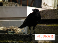 Le Père Lachaise, le cimetière le plus mythique de Paris et ses tombes de personnalités célèbres
