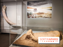 Dans la Seine : une expo de la Crypte archéologique dévoile les objets retrouvés dans la Seine  - IMG20240130101744
