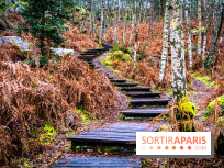 Le sentier de l'érosion à Fontainebleau - balade en forêt -  A7C4620 HDR