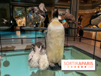 Grande Galerie de l'évolution- visuels 2024 - image00095