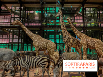 Grande Galerie de l'évolution- visuels 2024 - image00073