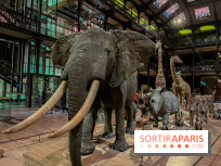 Grande Galerie de l'évolution- visuels 2024 - image00062