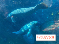 Zoo de Vincennes, Parc zoologique 2024 - lamantin