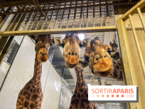 Zoo de Vincennes, Parc zoologique 2024 - girafes