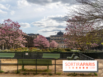 Les magnolias du Jardin du Palais Royal