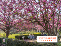 Les magnolias du Jardin du Palais Royal  - printemps - visuel Paris