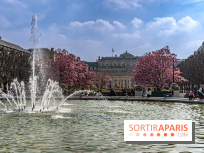 Les magnolias du Jardin du Palais Royal  - printemps - visuel Paris - fontaine - chaleur - beau temps