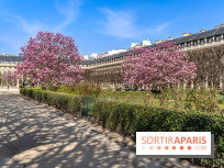Les magnolias du Jardin du Palais Royal  - printemps - visuel Paris