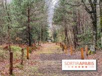 Arbor&Sens, l'Arboretum de Franchard en forêt de Fontainebleau - les photos