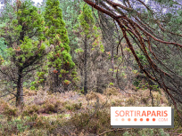 Arbor&Sens, l'Arboretum de Franchard en forêt de Fontainebleau - les photos - IMG 7923
