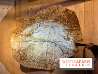 La Grotte Chauvet à la Cité des Sciences, nos photos  - image00005