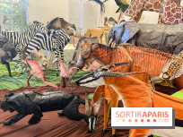 La faune en plis - nos photos - image00002