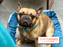 Le Doggy Brunch : le brunch gourmand entre chiens et maîtres à l'hôtel Kimpton Saint Honoré Paris - image00050
