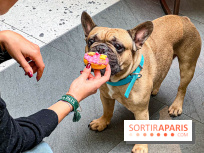 Le Doggy Brunch : le brunch gourmand entre chiens et maîtres à l'hôtel Kimpton Saint Honoré Paris