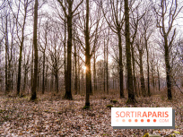 Balade sentier : Conte de Mélida, l'esprit de la forêt en forêt de Méridon (78) - A7C02334
