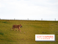 Le Royaume des Lions, l'hôtel immersif à la Lumigny Safari Reserve - nos photos - AF274443 0D37 4C96 9312 8AA58749569C