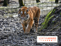 Lumigny Safari Reserve - nos photos - image00030