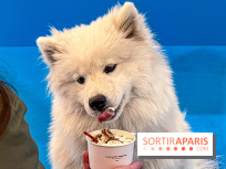 Je T'aime Comme Un Chien : food, mode, déco ... une expo qui a du chien au Bon Marché Rive Gauche