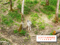 La Forêt des Loups