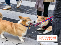 La Marche des animaux à Paris : défilé gratuit, ouvert aux chiens, chats ... sur les Champs-Élysées - IMG 5187