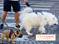 La Marche des animaux à Paris : défilé gratuit, ouvert aux chiens, chats ... sur les Champs-Élysées