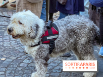 La Marche des animaux à Paris : défilé gratuit, ouvert aux chiens, chats ... sur les Champs-Élysées