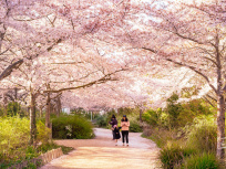 Les cerisiers en fleurs au Parc de Billancourt à Boulogne-Billancourt, Hanami aux portes de Paris