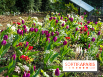 Le Parc de Bagatelle au printemps, cerisier, tulipes et jonquilles - photos - A7C00660