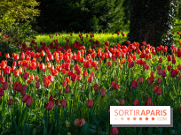 Le Parc de Bagatelle au printemps, cerisier, tulipes et jonquilles - photos - A7C00717