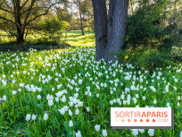 Le Parc de Bagatelle au printemps, cerisier, tulipes et jonquilles - photos