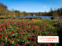 Les tulipes du Château de Dampierre, son jardin anglais et le jardin Le Nôtre - IMG 2850