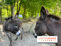 Avon'Ânes, les balades avec des ânes, à Avon - nos photos - IMG 7769