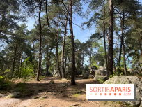 Escalade en Forêt de Fontainebleau - nos photos