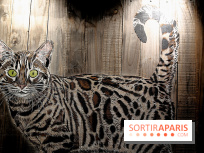 Chacun cherche son chat, nos photos de l'expo à Fluctuart - Expo Chat 11