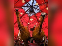 le manège carré sénard