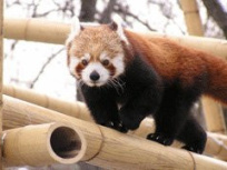ménagerie, jardin des plantes