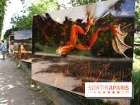 Exposition Planète Grenouille par Cyril Ruoso au Jardin des Plantes
