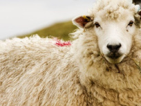 tonte des moutons à la ferme de paris