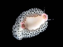 Coquillages et crustacés Aquarium de la Porte Dorée