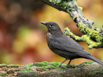 La chasse à la glu interdite cette année par Emmanuel Macron
