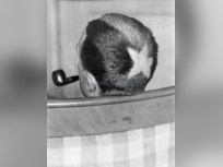 Cheveux Cheris Musée Quai Branly | Tonsure de Marcel Duchamp, 1919  photo Man Ray  collection particulière