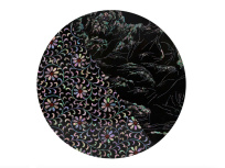 Najeon, l'exposition gratuite qui met en avant l'art de la nacre au Centre culturel coréen 