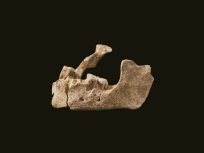 Sur les traces des premiers parisiens, l'exposition au Musée Carnavalet