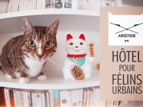 hotel asristide pour chat à paris